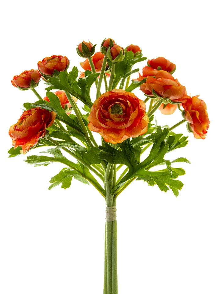 American Best 12" Ranunculus Bunch (Various Colors) 5 American Best 12" Ranunculus Bunch (Various Colors)