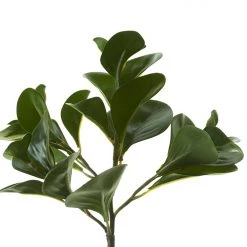 American Best 12" Peperomia Bush