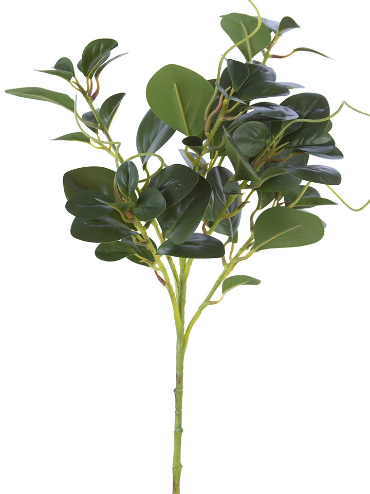 American Best 25" Peperomia Spray 1 American Best 25" Peperomia Spray