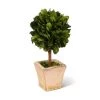 K&K Interiors 6" Preserved Boxwood Mini Topiary In Pot