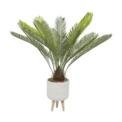 UMA Large Contemporary Botanical In White Pot (Various Styles)
