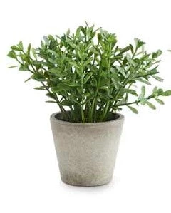 K&K Interiors Mini Herb In Pots (Various Styles) 2 K&K Interiors Mini Herb In Pots (Various Styles)