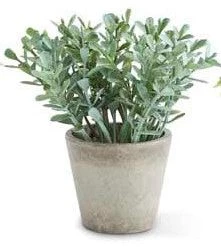 K&K Interiors Mini Herb In Pots (Various Styles) 10 K&K Interiors Mini Herb In Pots (Various Styles)