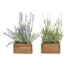 K&K Interiors Lavender Plant In Square Wooden Pot (Various Styles) Plants & Potted Items