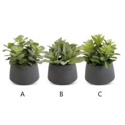 K&K Interiors Succulent In Black Pot (Various Styles) Greenery