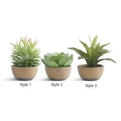 K&K Interiors Potted Succulent (Various Styles) Greenery