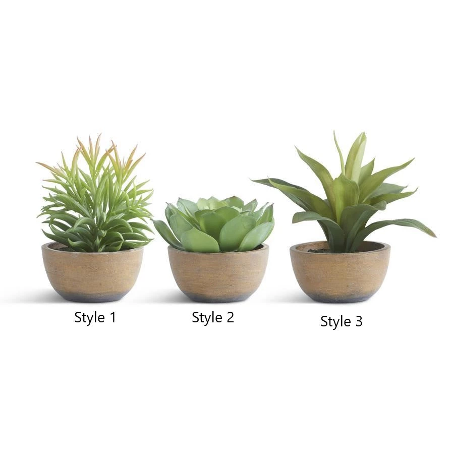 K&K Interiors Potted Succulent (Various Styles) Greenery 1 K&K Interiors Potted Succulent (Various Styles) Greenery