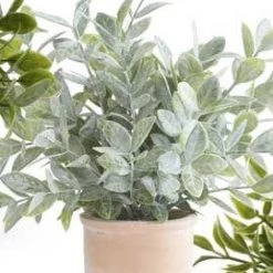 K&K Interiors Greenery Medium Herb In Terracotta Pot (Various Styles)