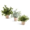 K&K Interiors Greenery Medium Herb In Terracotta Pot (Various Styles)