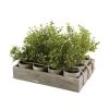 K&K Interiors 12" Potted Herb (Various Styles) Plants & Potted Items