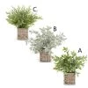 K&K Interiors Plants & Potted Items 12" Herb In Woven Basket (Various Styles)