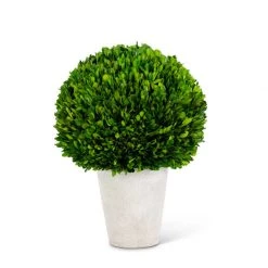 K&K Interiors 12.5" Preserved Boxwood Ball In Whitewash Pot (Various Sizes)