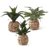 K&K Interiors Plants & Potted Items Foliage In Woven Round Basket (Various Styles)