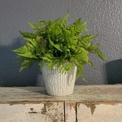 Diane Floral Arrangements 9" Fern In Cement Container