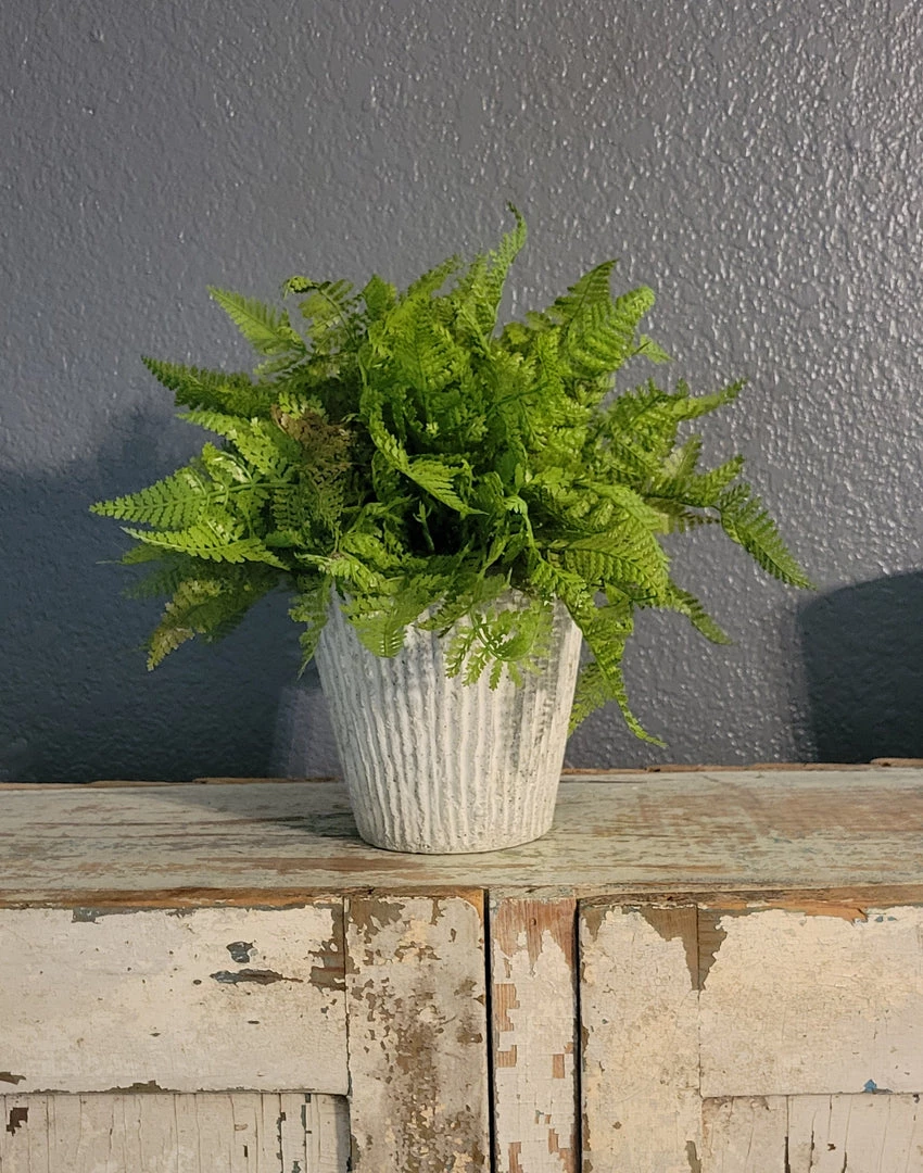 Diane Floral Arrangements 9" Fern In Cement Container 1 Diane Floral Arrangements 9" Fern In Cement Container
