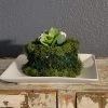 Diane Floral Arrangements 5" Moss Cake With Cream Rosebuds