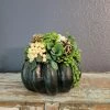 Diane Black And Leopard Print Pumpkin
