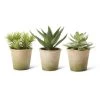 K&K Interiors Greenery Potted Succulent (Various Styles)