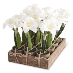 K&K Interiors Potted White Amaryllis, Individual Plant Plants & Potted Items