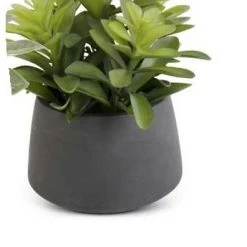 K&K Interiors Succulent In Black Pot (Various Styles) Greenery