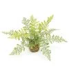 MeraVic Greenery Maiden Hair Fern On Moss Ball