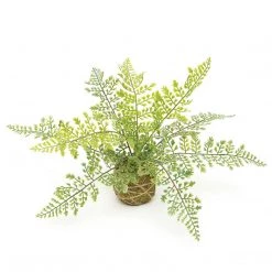 MeraVic Greenery Maiden Hair Fern On Moss Ball