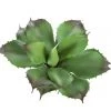 American Best 4.5" Mini Agave Succulent (Various Colors)