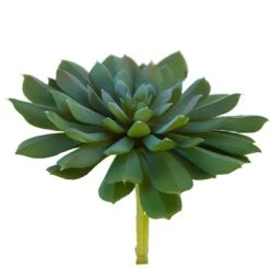 American Best Floral Stems 6.5" Aeonium Succulent, Sage Green