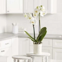 Mud Pie White Beaded Pedestal Tray (Various Sizes) Home Accents