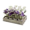 K&K Interiors Plants & Potted Items Potted Delphinium, Individual Plant (Various Colors)