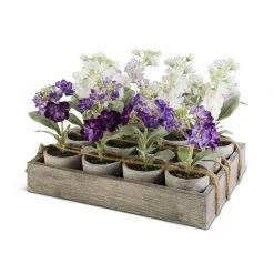 K&K Interiors Plants & Potted Items Potted Delphinium, Individual Plant (Various Colors)