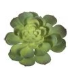 American Best 5" Echeveria Succulent, Green Floral Stems