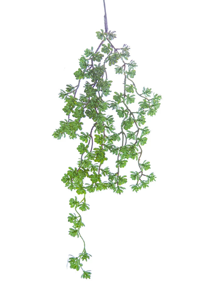 American Best Floral Stems 25.5" Hanging Aeonium Spray 1 American Best Floral Stems 25.5" Hanging Aeonium Spray