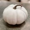 The Mint Julep White Pumpkin Fall Home Decor
