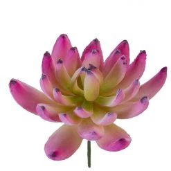 American Best 3.5" Sedeveria Pick, Magenta Floral Stems