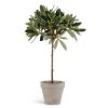 K&K Interiors 14" Potted Olive Tree