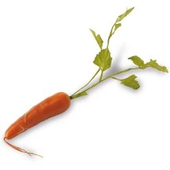 K&K Interiors 17" Orange Long Carrot